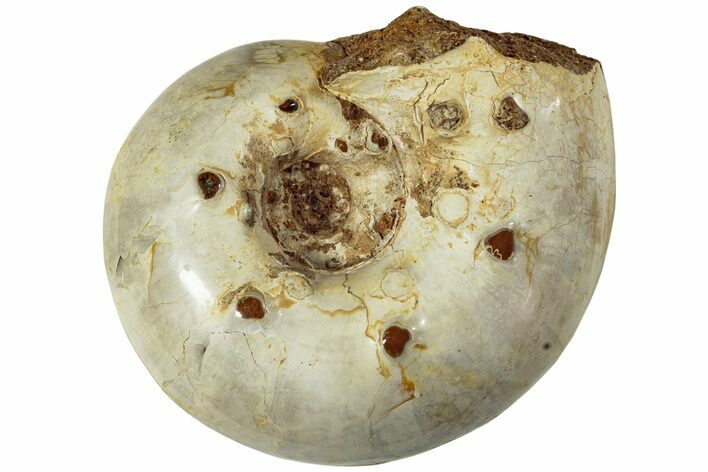 Wide Jurassic Ammonite Fossil - Sakaraha, Madagascar #230218